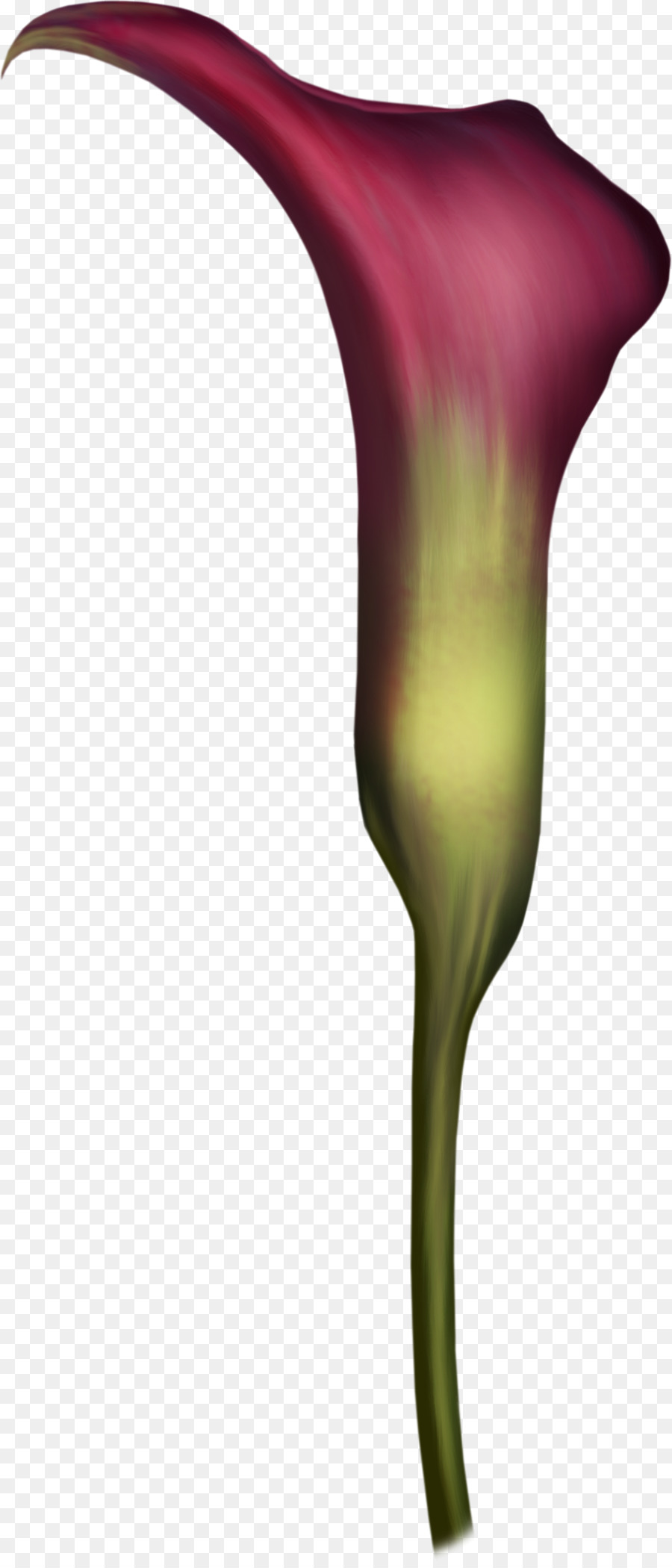 Kırmızı Calla Lily，Bitki PNG