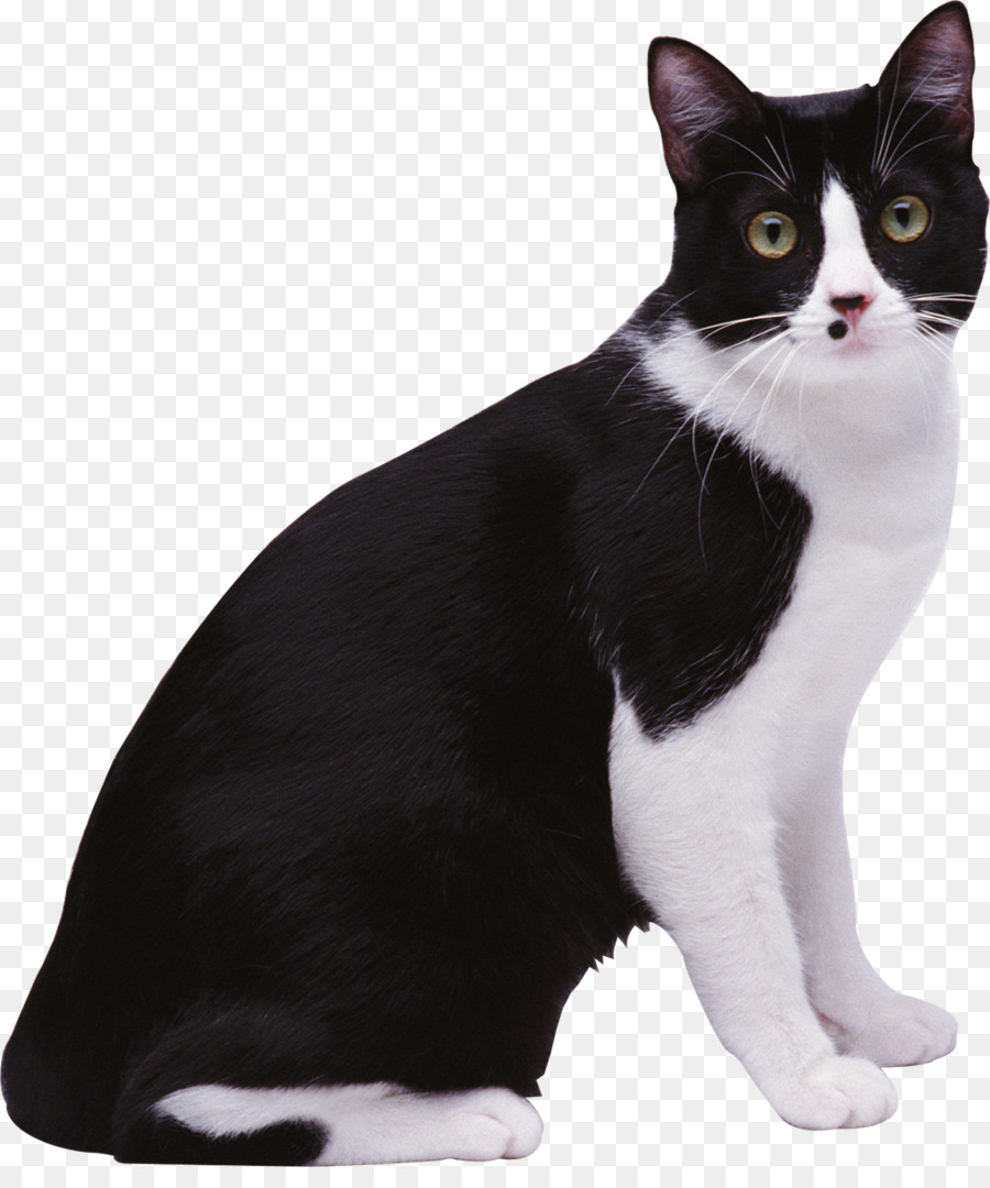 Yavru Kedi，Kedi PNG