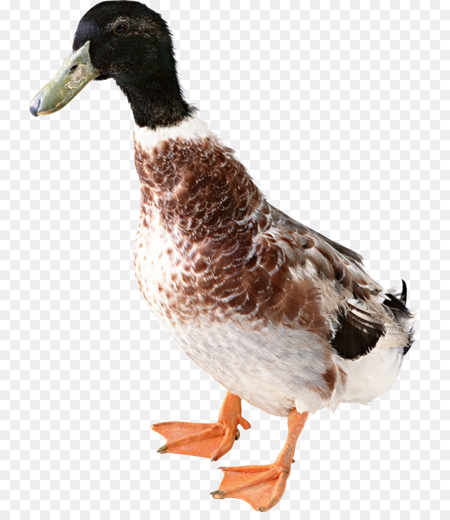 ördek，Yeşilbaş PNG