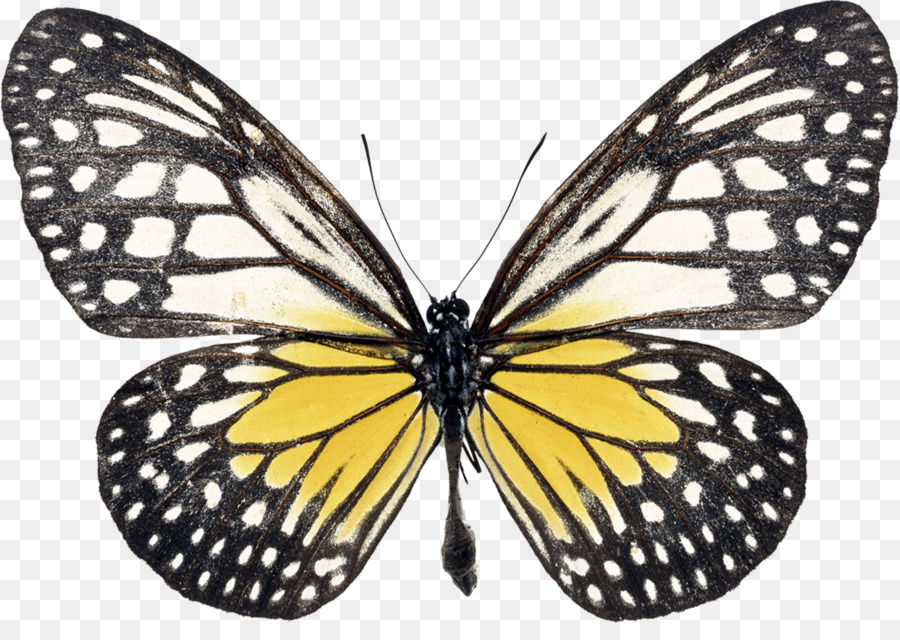 Kelebek，Swallowtail Kelebek PNG