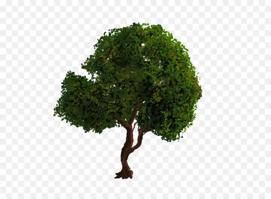 Ağaç，Gİmp PNG