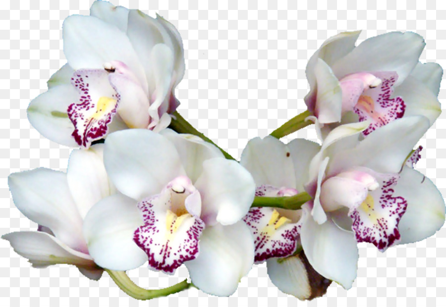 çiçek，Ping PNG
