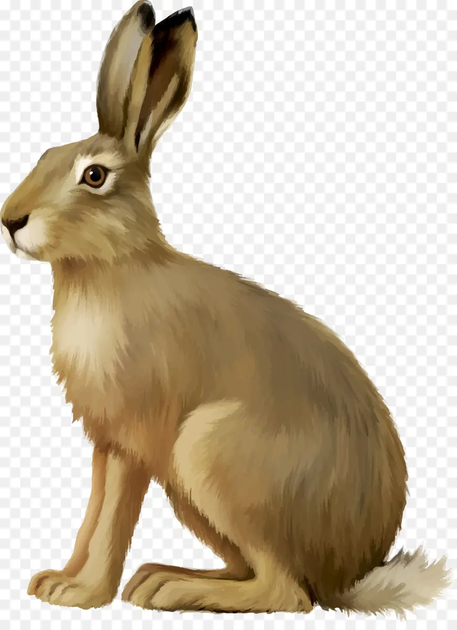 Avrupa Hare，Paskalya Tavşanı PNG