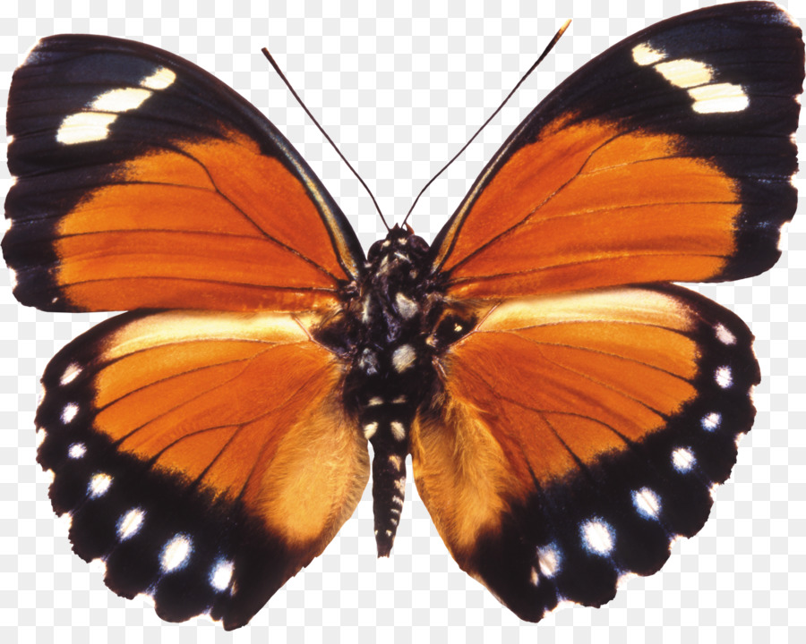 Kelebek，Masaüstü Duvar Kağıdı PNG