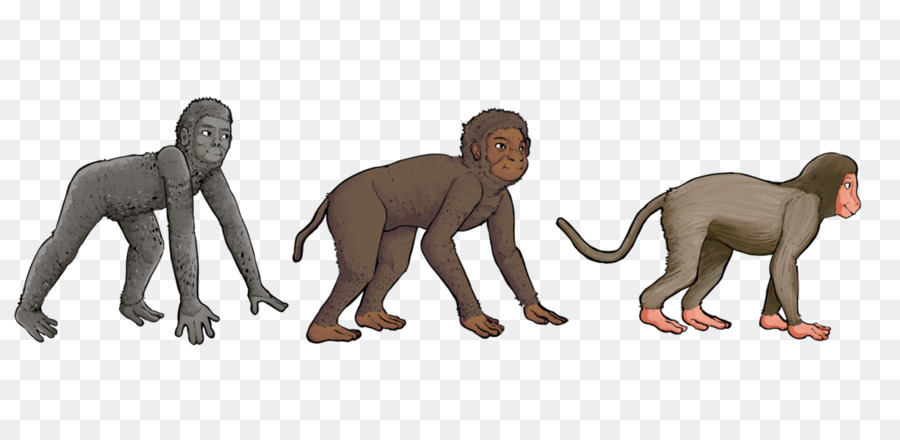 Primat，Aegyptopithecus PNG