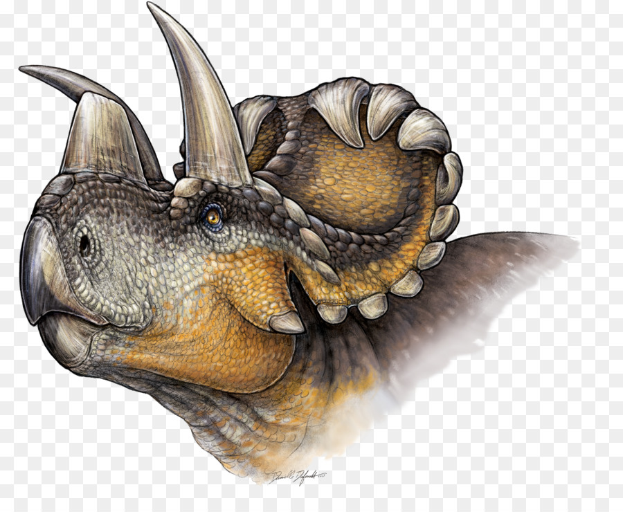 Wendiceratops，Triceratops PNG