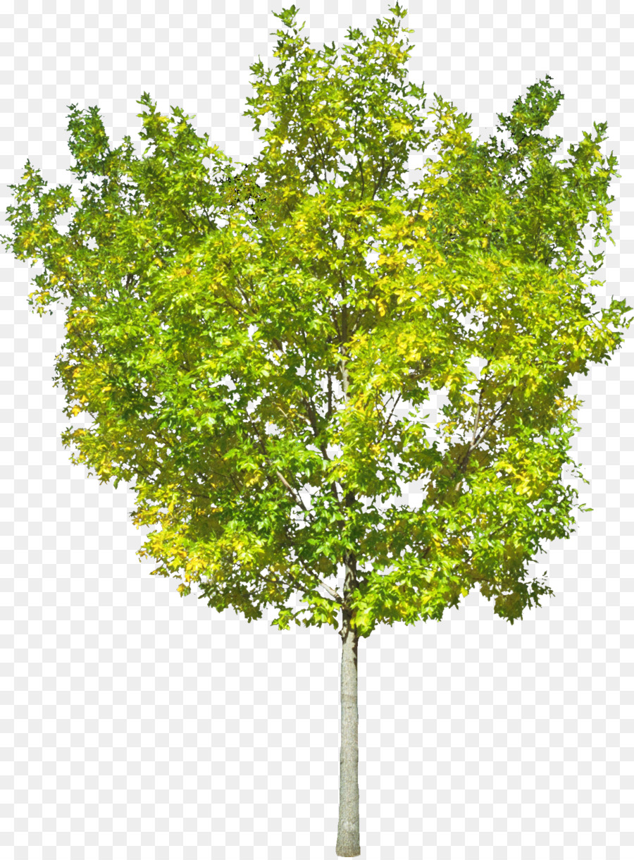 Ağaç，Bilgisayar Yazılımı PNG