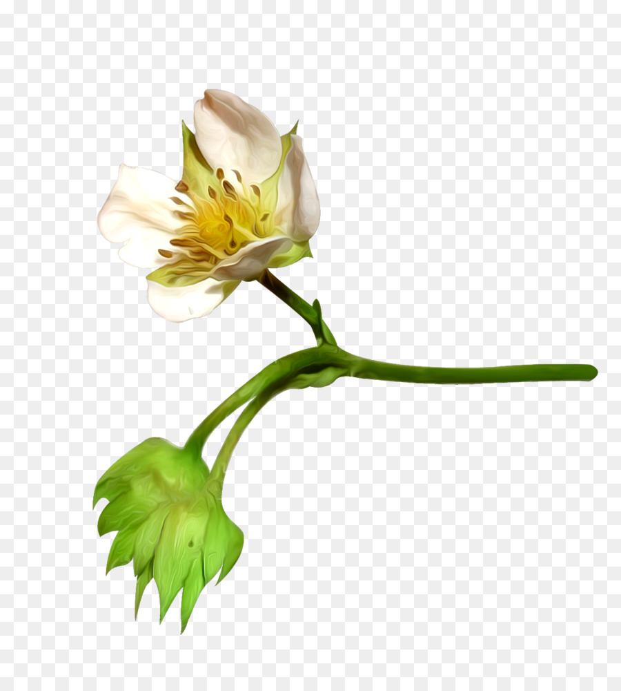 Pamuk，çiçek PNG