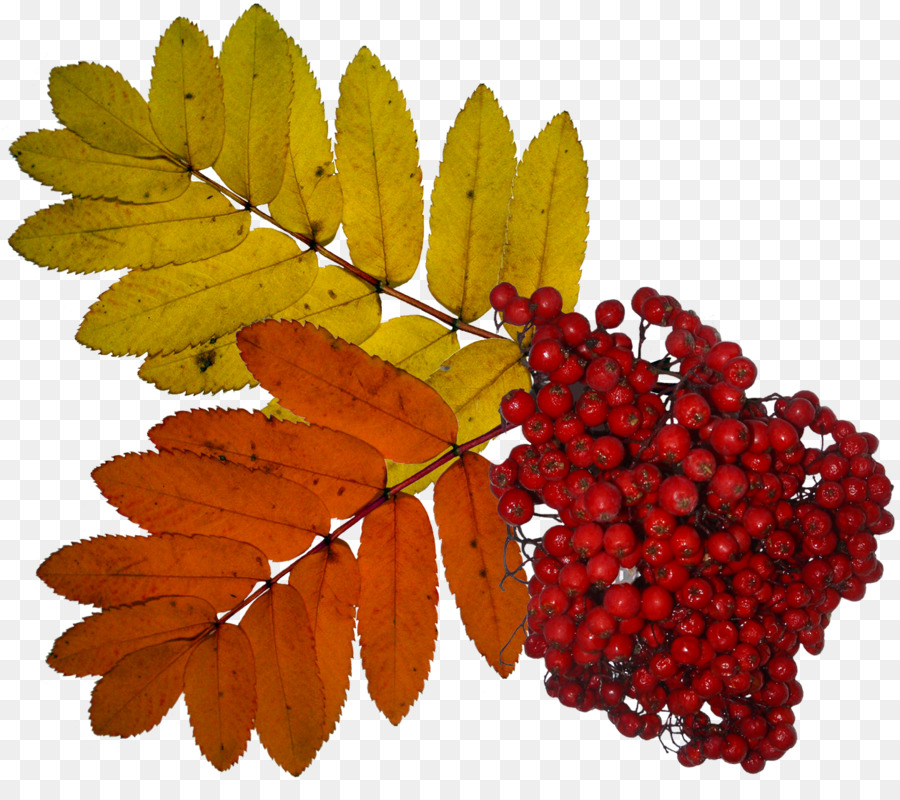 Sorbus Aucuparia，Yaprak PNG