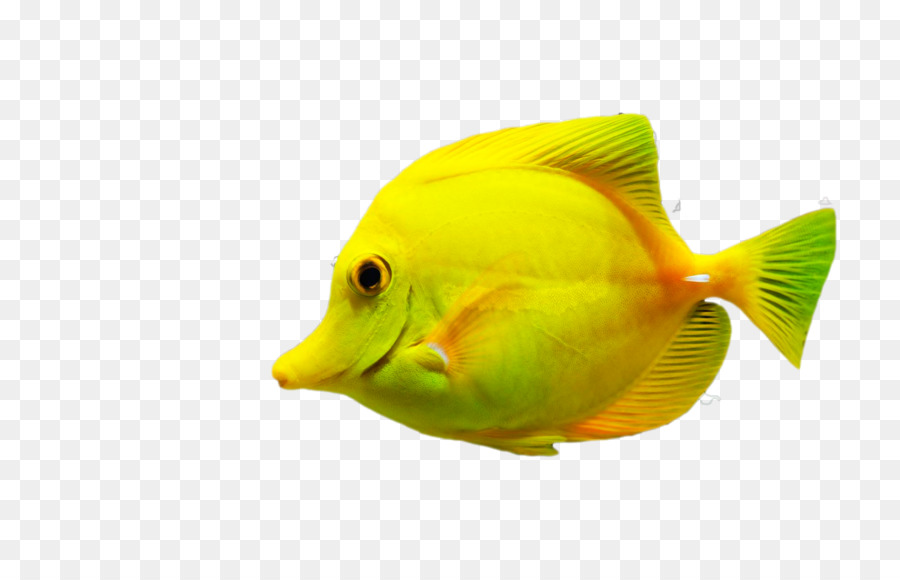 Balık，Bilgisayar Yazılım PNG
