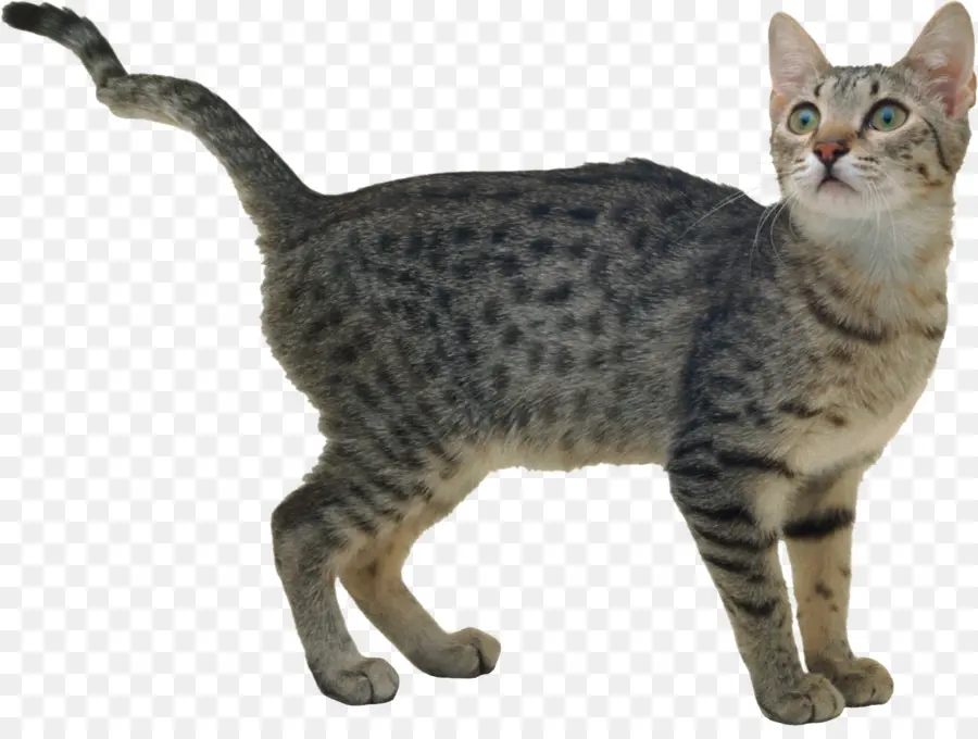 Bengal Kedisi，Kedi PNG