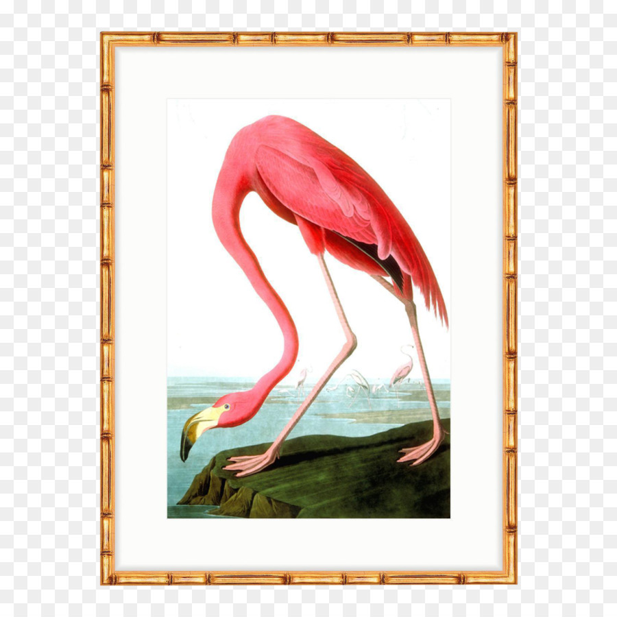 Amerika Kuşları，Amerikan Flamingo PNG