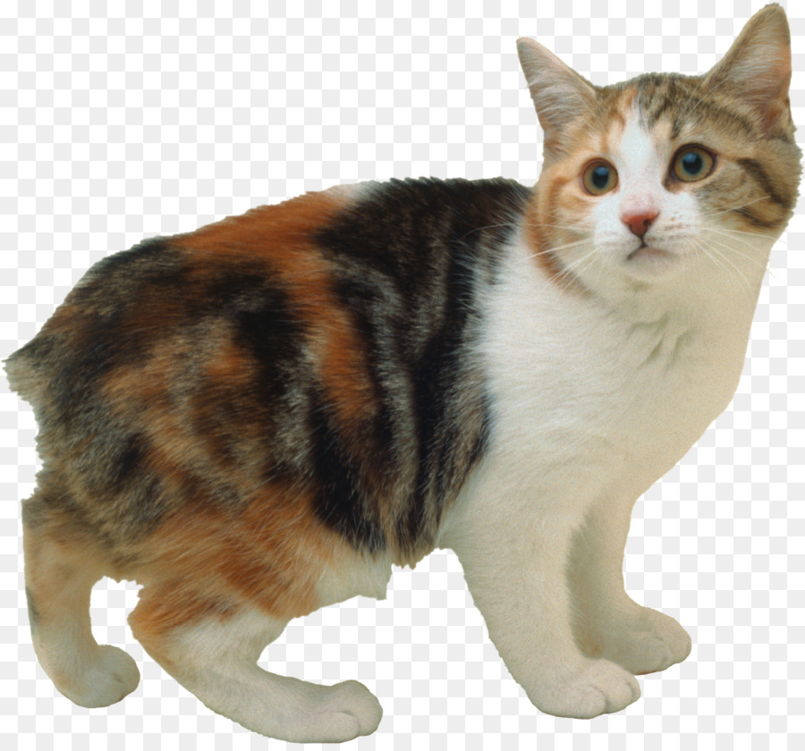 Yavru Kedi，Kedi PNG