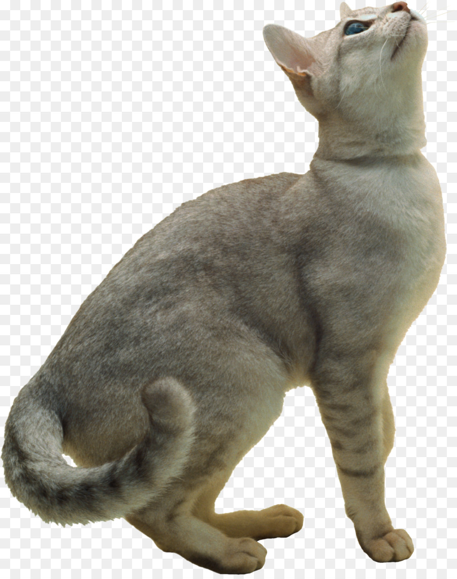 Kahverengi Kedi，Kedi PNG