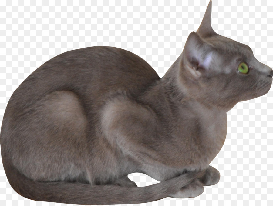 Gri Kedi，Evcil Hayvan PNG