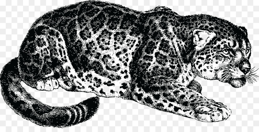 Leopar，Vahşi PNG