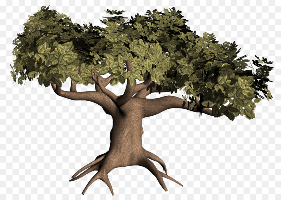 Ağaç，Kök PNG