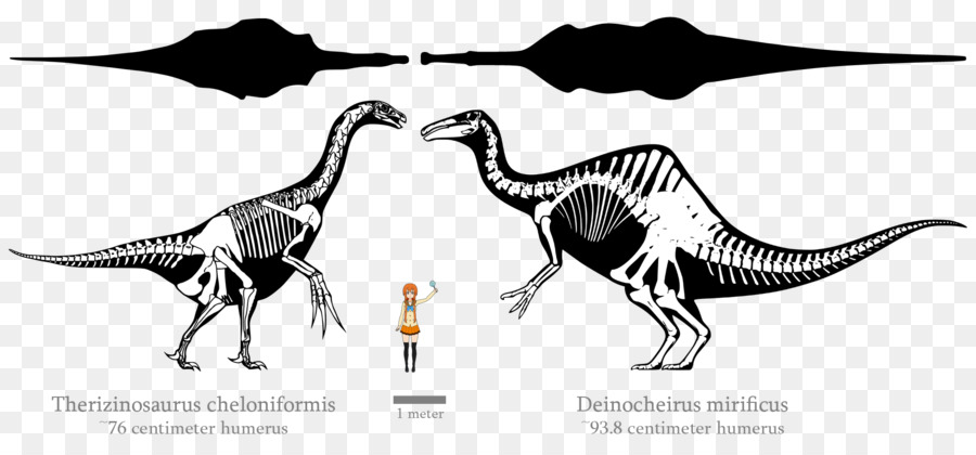 Dinozor İskeletleri，Dinozor PNG