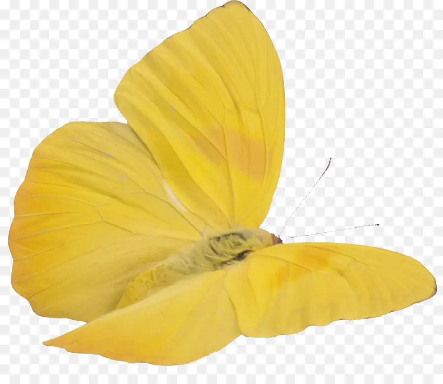 Kelebek，Sarı PNG