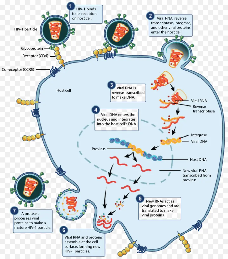Hiv Yaşam Döngüsü，Virüs PNG