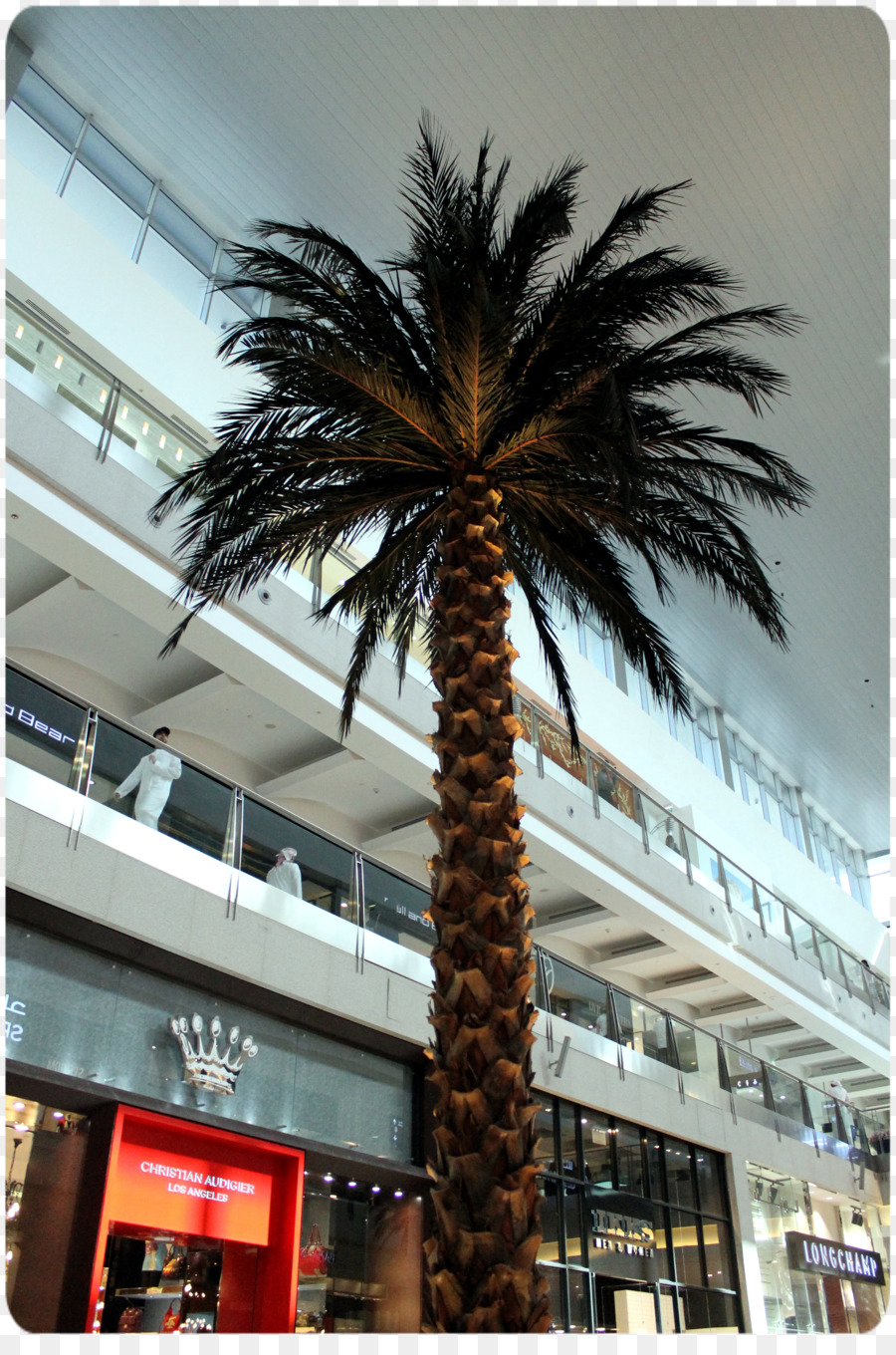 Arecaceae，Asya Palmyra Palm PNG