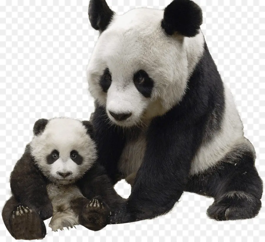 Dev Panda，Kırmızı Panda PNG