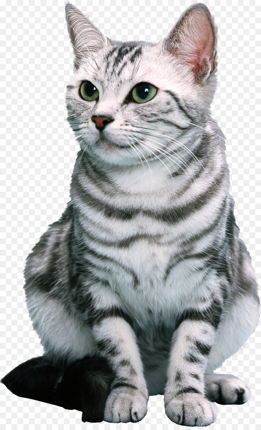 Kedi，Evcil Hayvan PNG