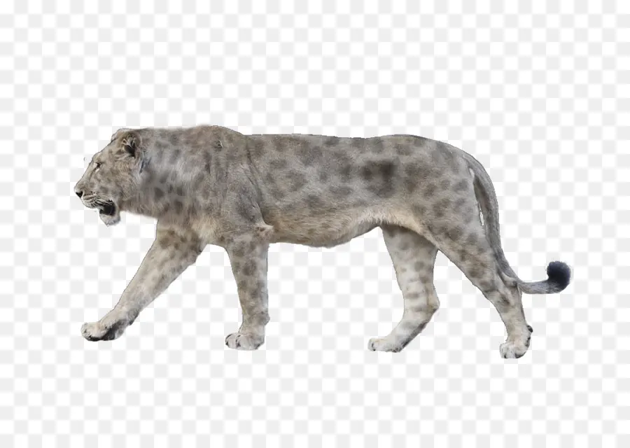 Leopar，Yaban Hayatı PNG