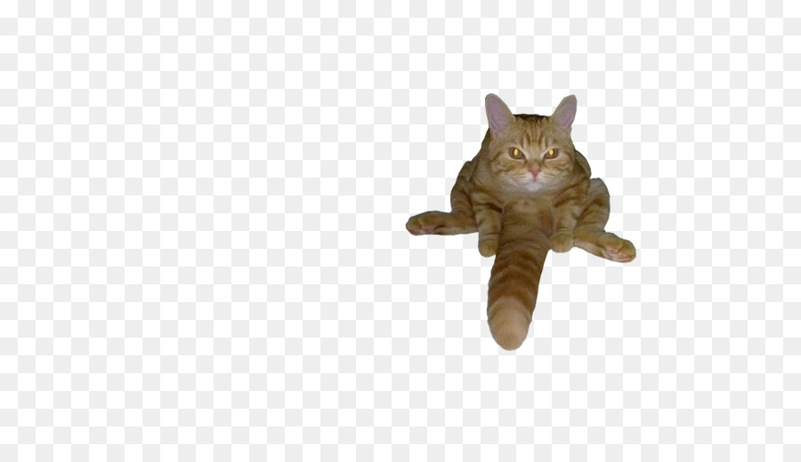 Kedi，Hayvan PNG