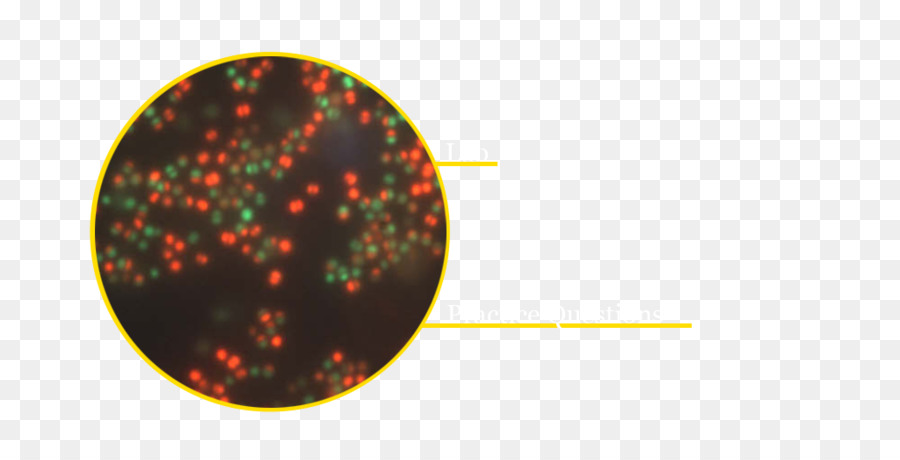 Mannitol Tuz Agar，Staphylococcus Aureus PNG