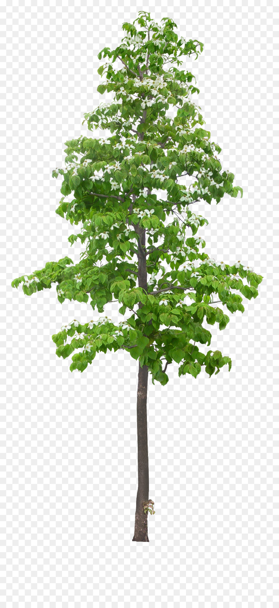 Ağaç，Bilgisayar Yazılım PNG