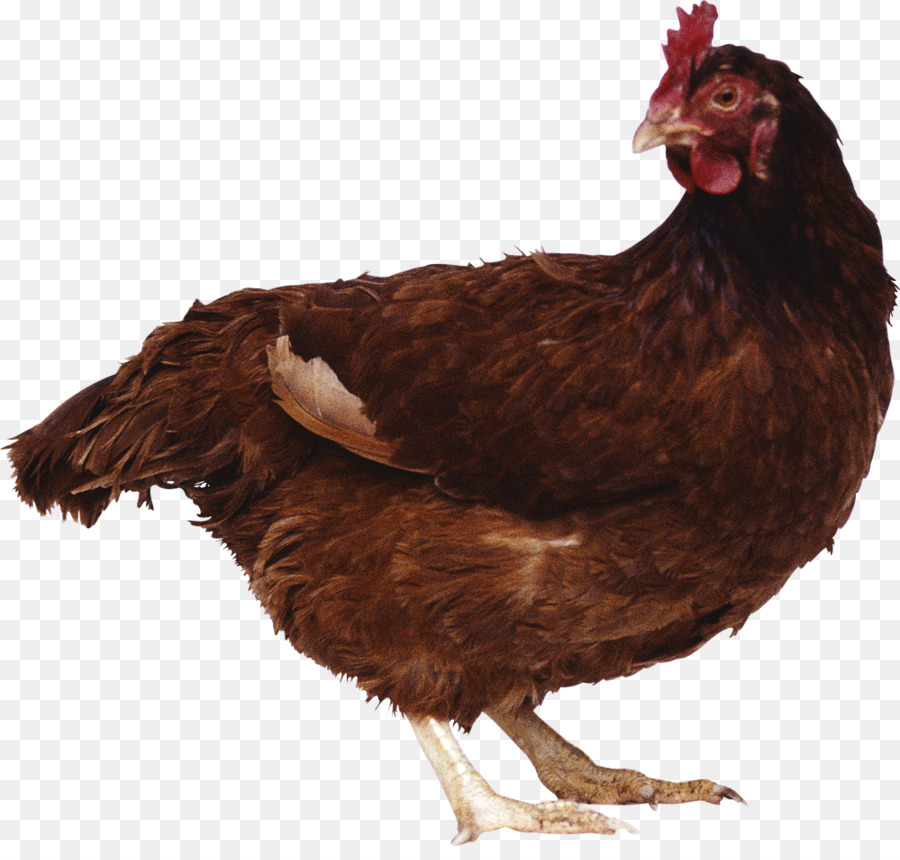 Tavuk，Kümes Hayvanları PNG
