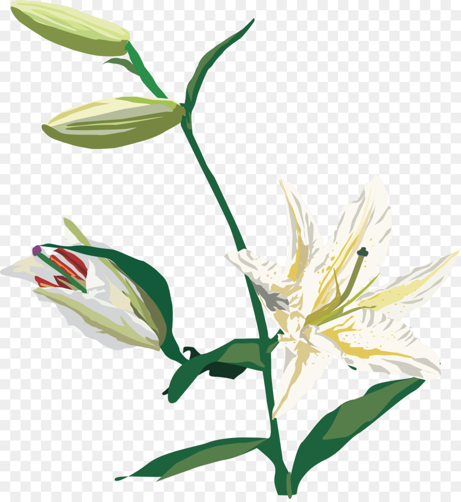 çiçek，Lilium PNG