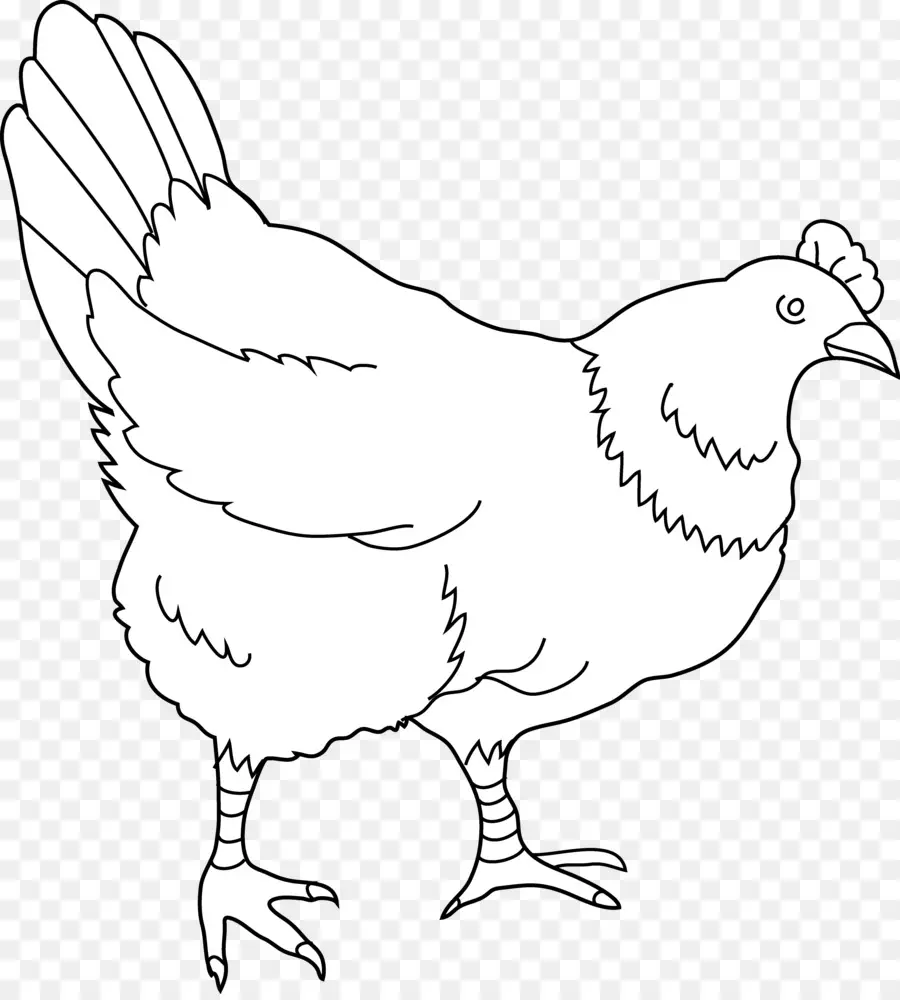 Tavuk，çizim PNG