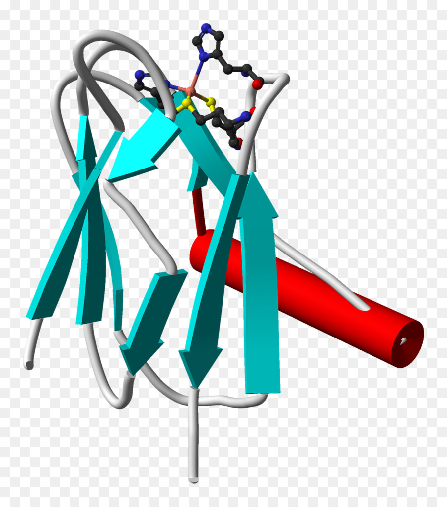 Plastocyanin，Lightdependent Reaksiyonlar PNG