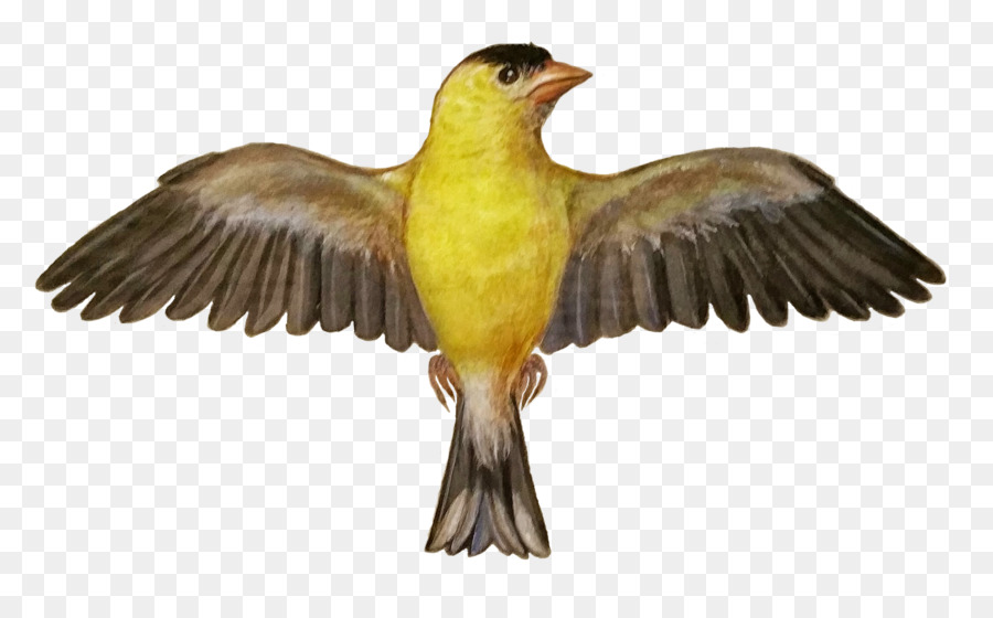 Kuş，Ispinoz PNG