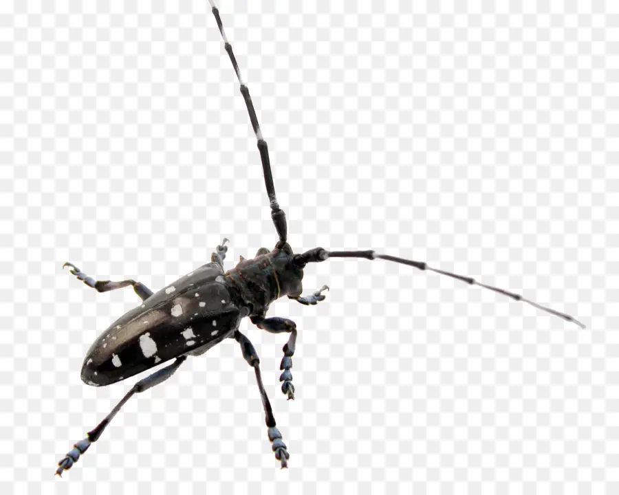 Böcek，Longhorn Beetle PNG