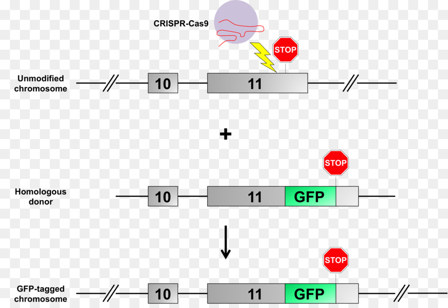 Yeşil Floresan Protein，Crispr PNG