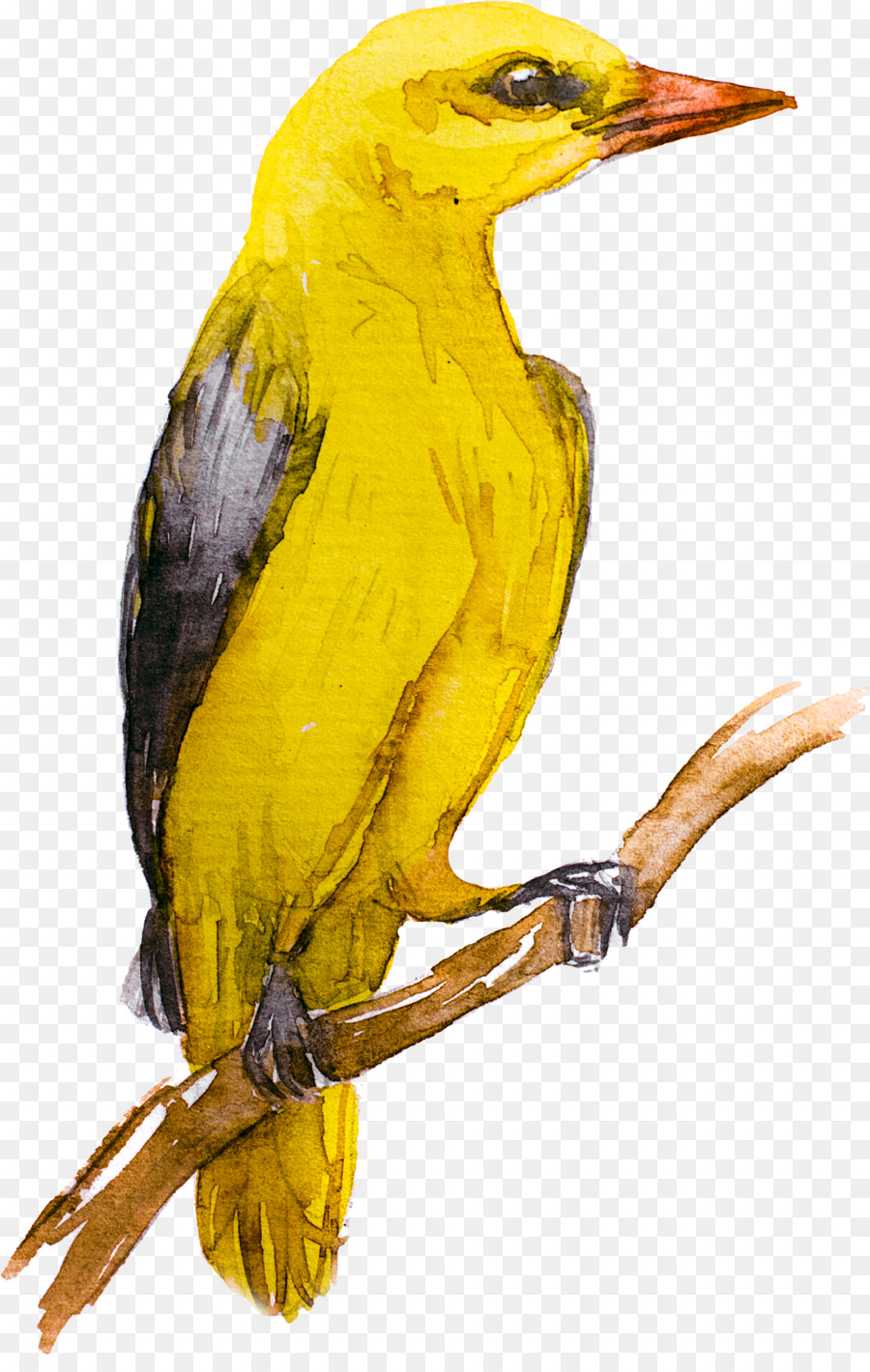 Kuş，Avrasya Altın Oriole PNG