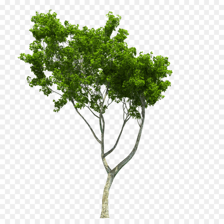 Ağaç，Peyzaj Mimarlığı PNG