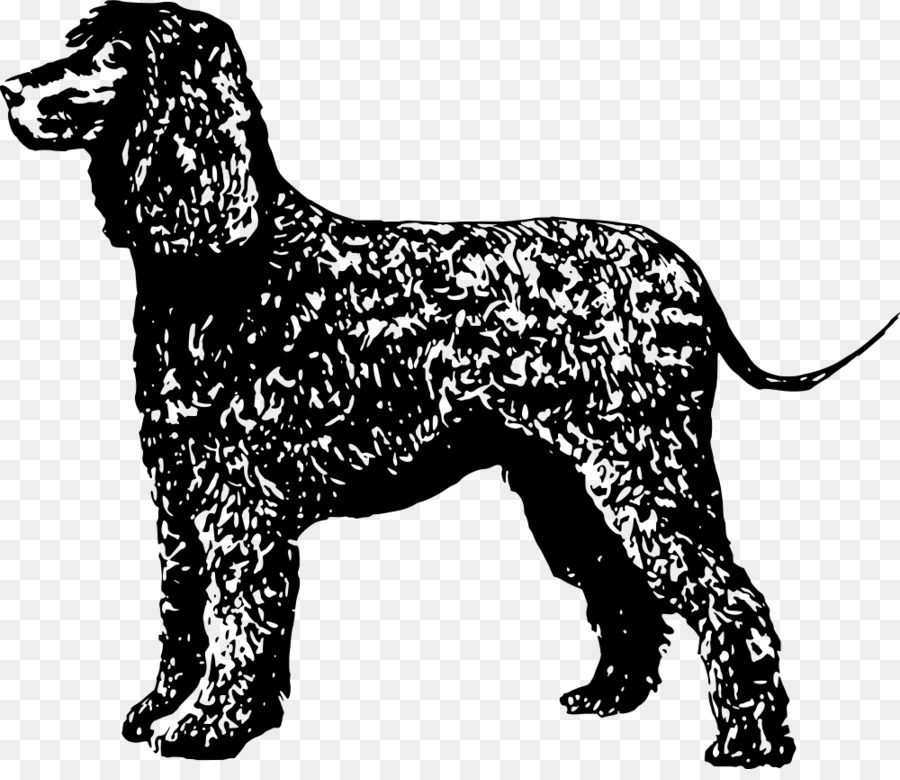 Amerikan Su Spaniel，İrlandalı Su Spaniel PNG