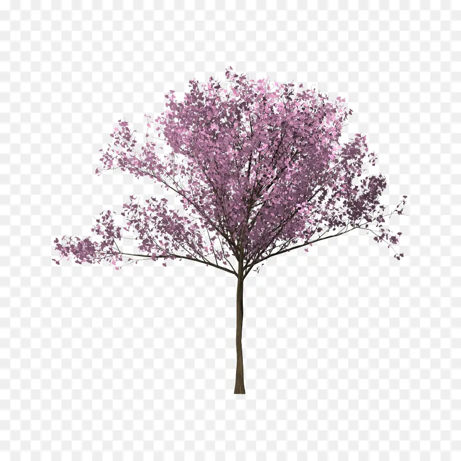 Ağaç，Kiraz çiçeği PNG