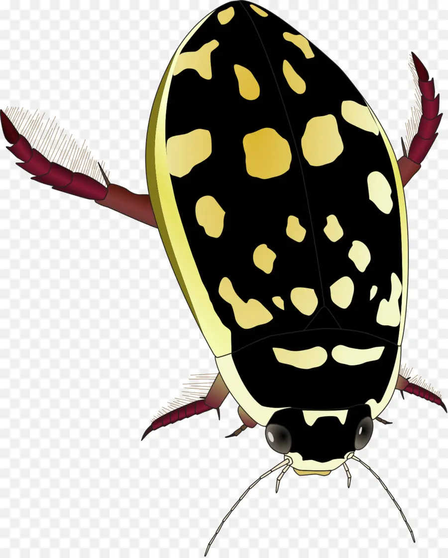 Böcek，Thermonectus Marmoratus PNG