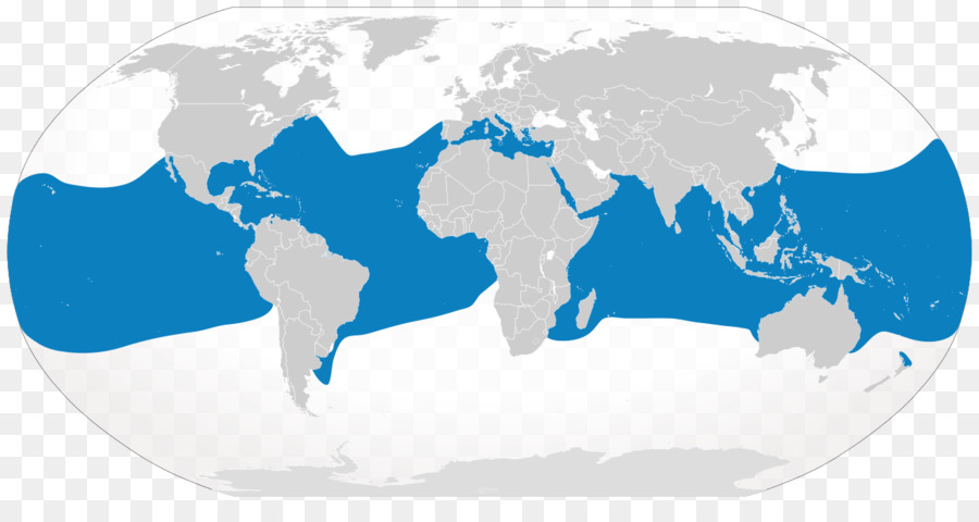 Köpekbalığı，Oceanic Whitetip Köpekbalığı PNG