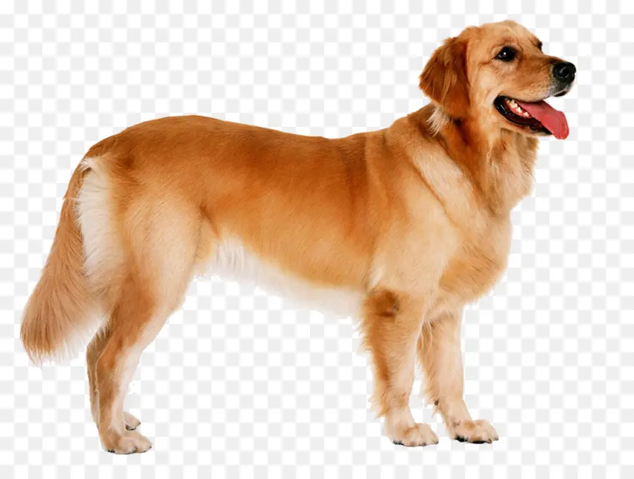 Golden Retriever，Köpek PNG