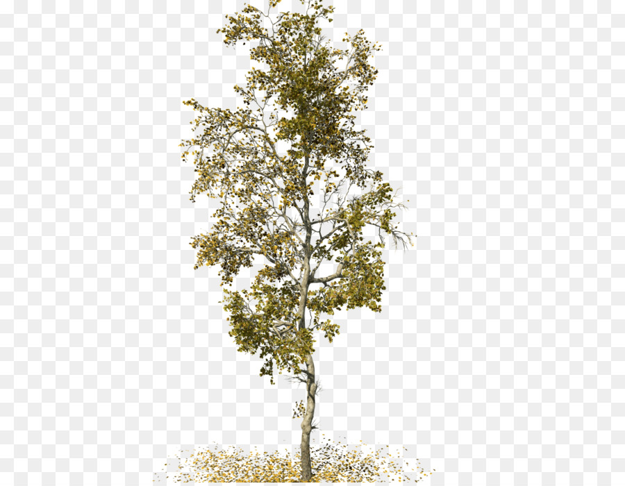 Ağaç，Amerikan Sycamore PNG