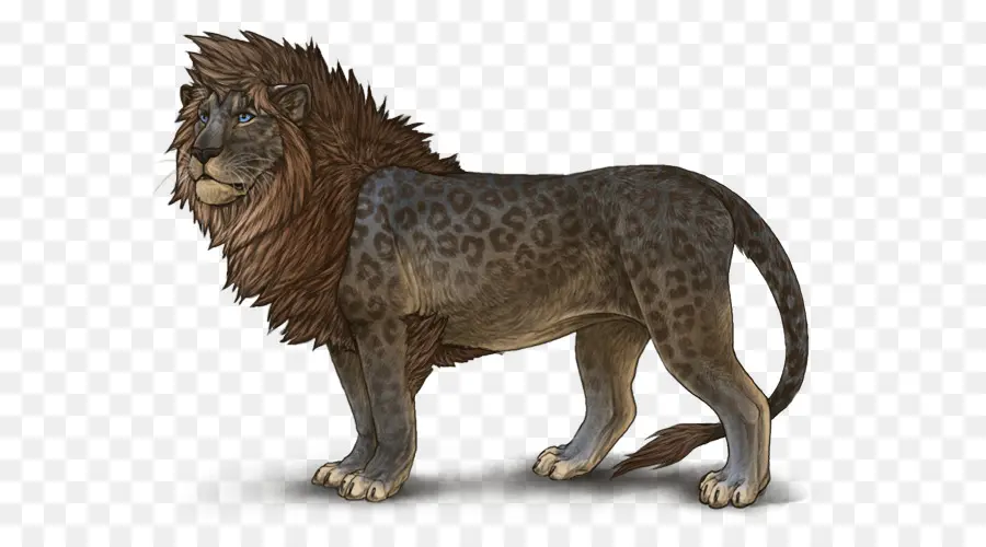 Aslan，Büyük Kedi PNG