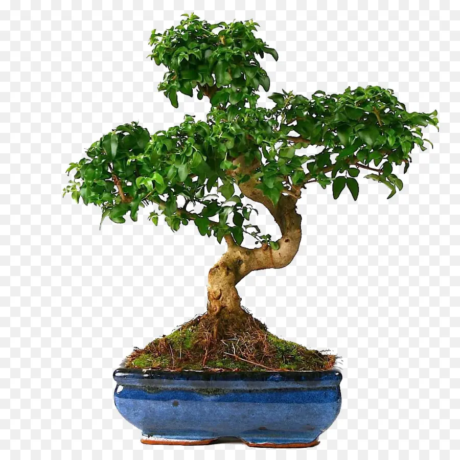 Bonsai，Ağaç PNG