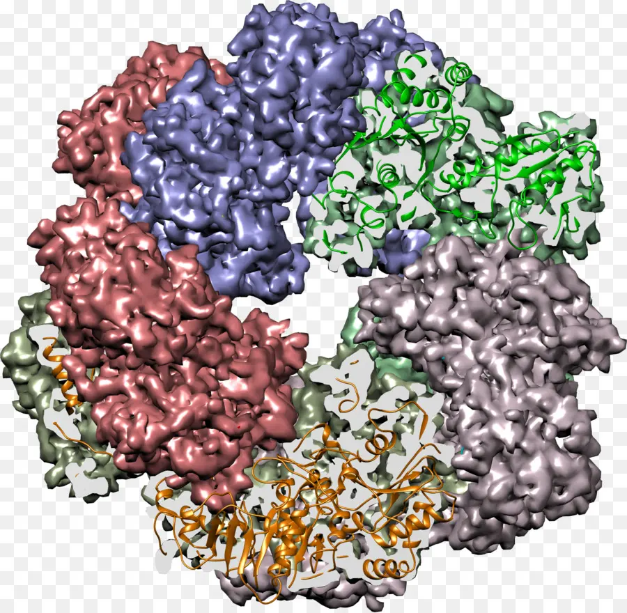 Protein，Molekül PNG