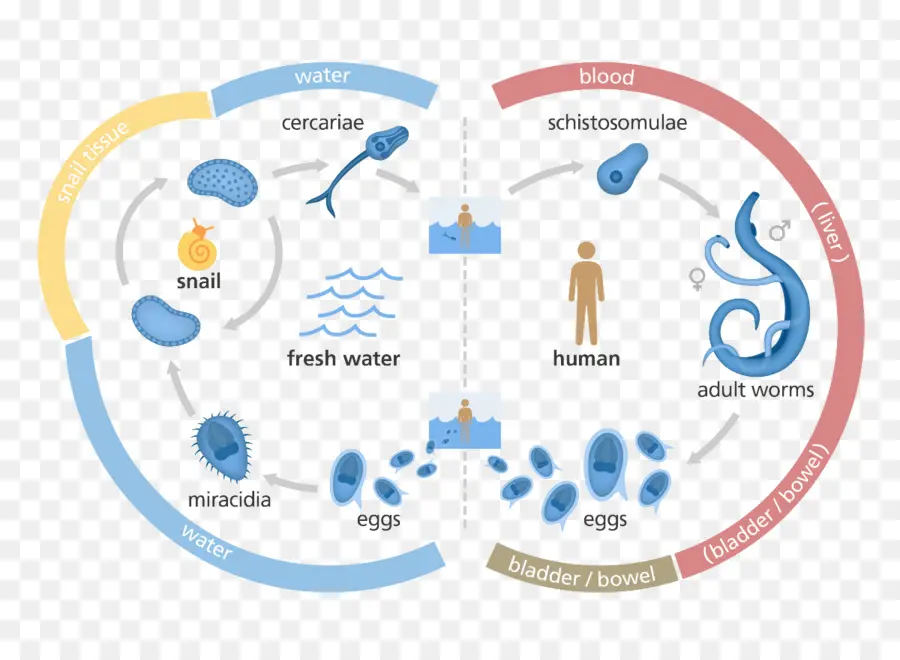 Schistosomiasis Yaşam Döngüsü，Parazit PNG